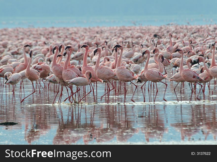 Lesser Flamingos at Lake Nakuru National Park, Kenya