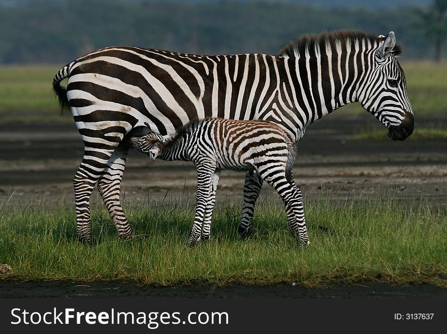 Newborn foal of plains zebra suckling. Newborn foal of plains zebra suckling