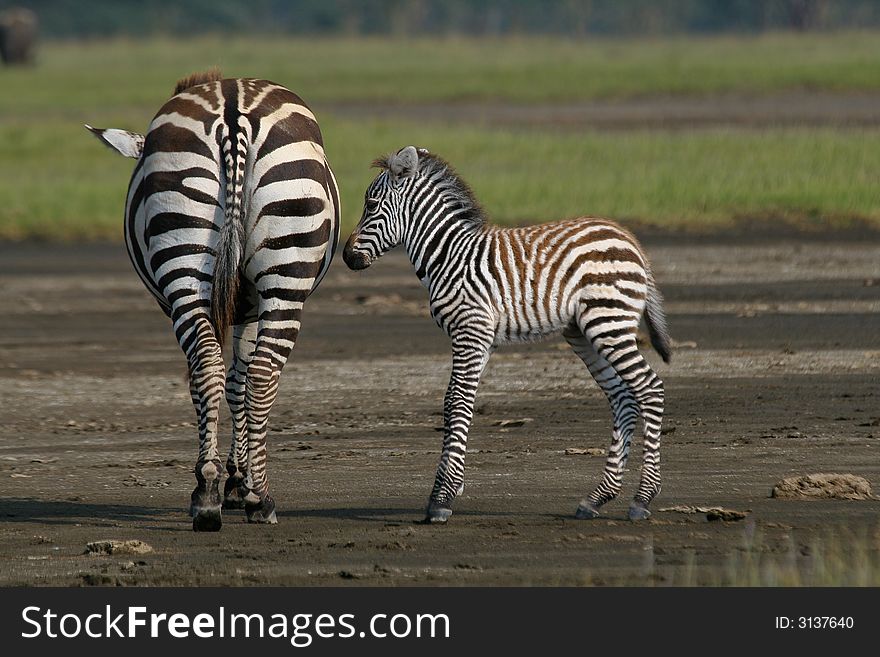 Plains zebra foal standing next to mom