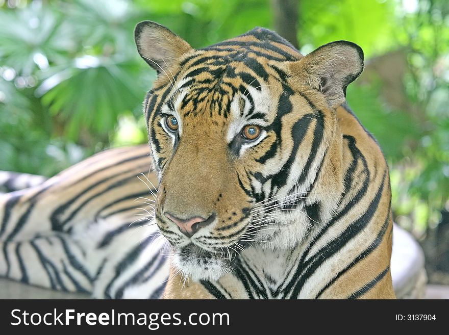 Close up of a tiger - the largest feline species in the world