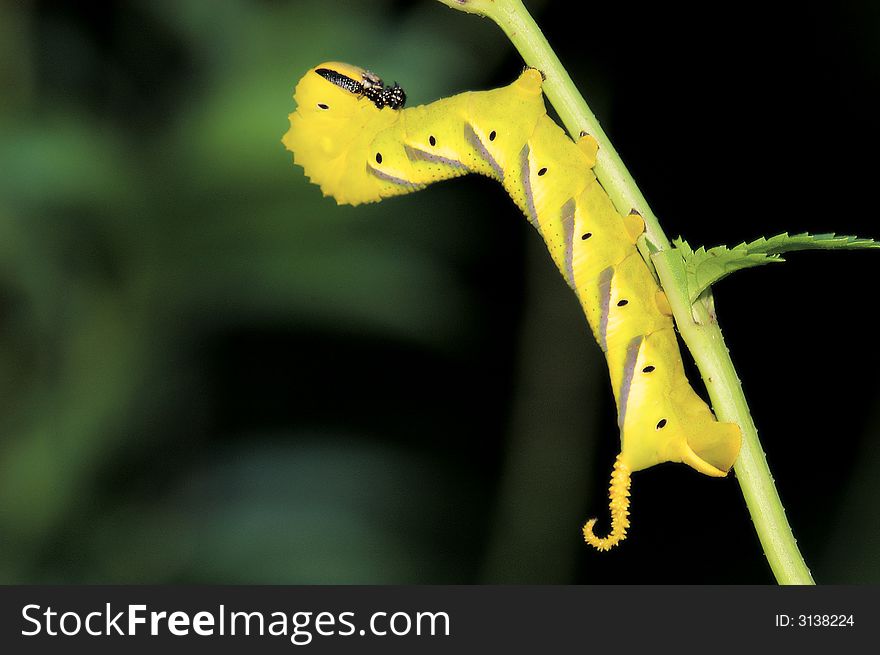 Yellow caterpiller in the weeds, tropical forest, Singapore. Yellow caterpiller in the weeds, tropical forest, Singapore