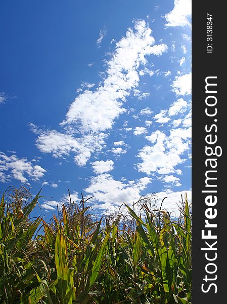 Ripe Corn Field Under Sky