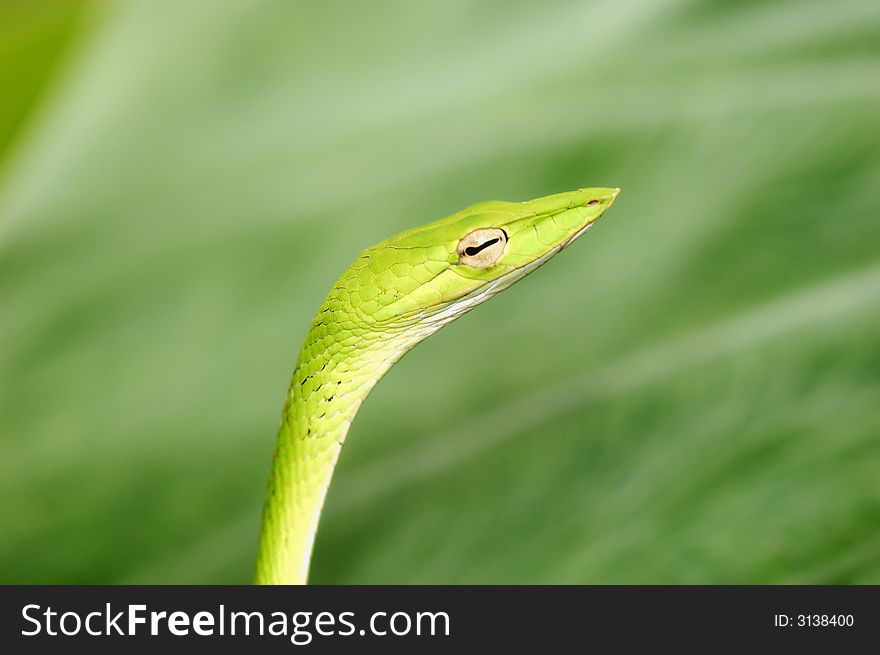 Oriental Green whip snake, paradise tree snake. Oriental Green whip snake, paradise tree snake