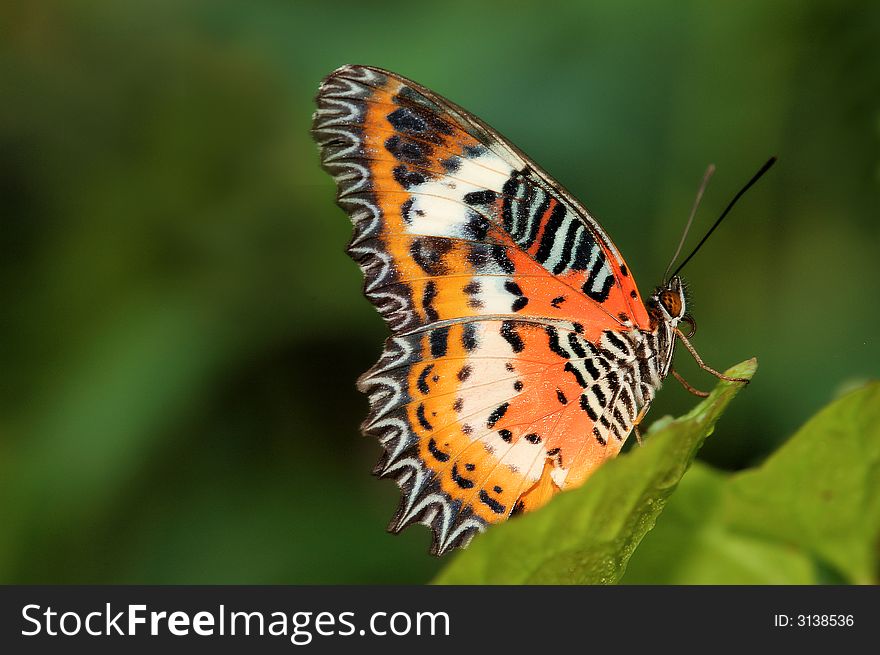 Malay Lacewing butterfly, species Cethosia hypsea hypsina found in the wild and urban singapore.