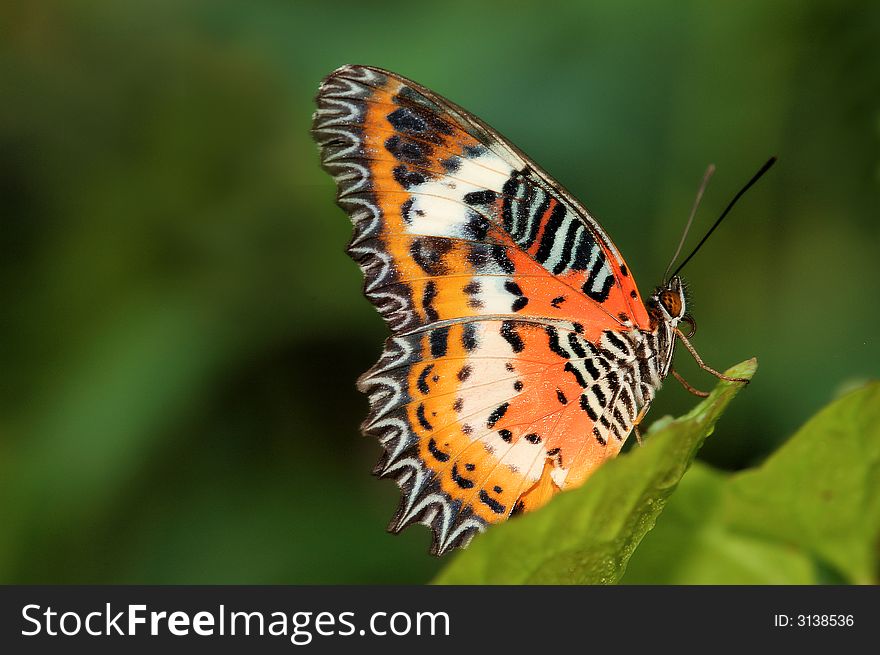 Malay Lacewing