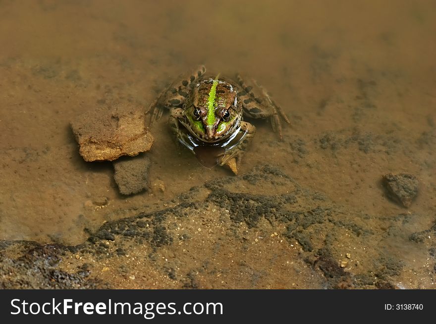 Frog sitting in water