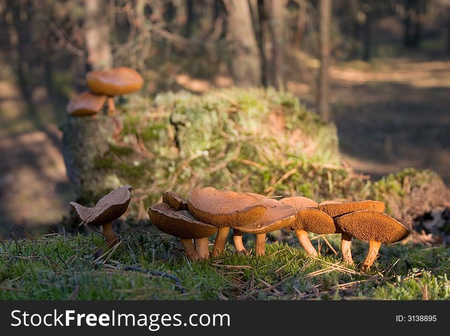 Mossiness Mushroom