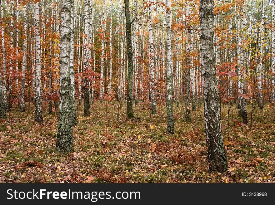 Colorful fall leaves in birch forest. Colorful fall leaves in birch forest