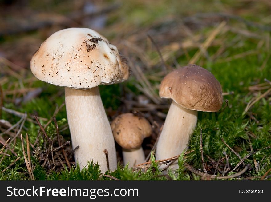 Cep in moss in the autumn forest