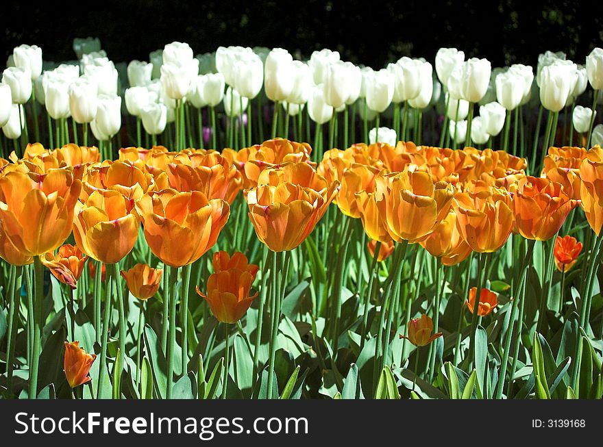 Two rows of white and orange tulips