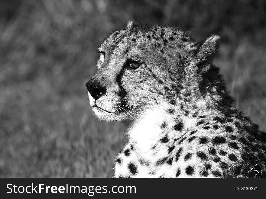 Cheetah sitting down and staring ahead. Cheetah sitting down and staring ahead