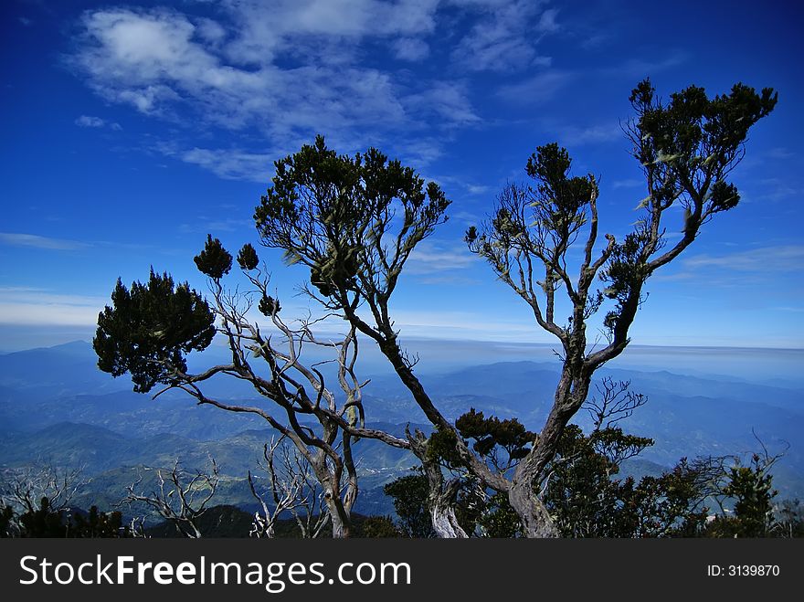 A lone tree surges above the usual treeline, framing itself against the blue skies and the vast lands of Sabah below. A lone tree surges above the usual treeline, framing itself against the blue skies and the vast lands of Sabah below.