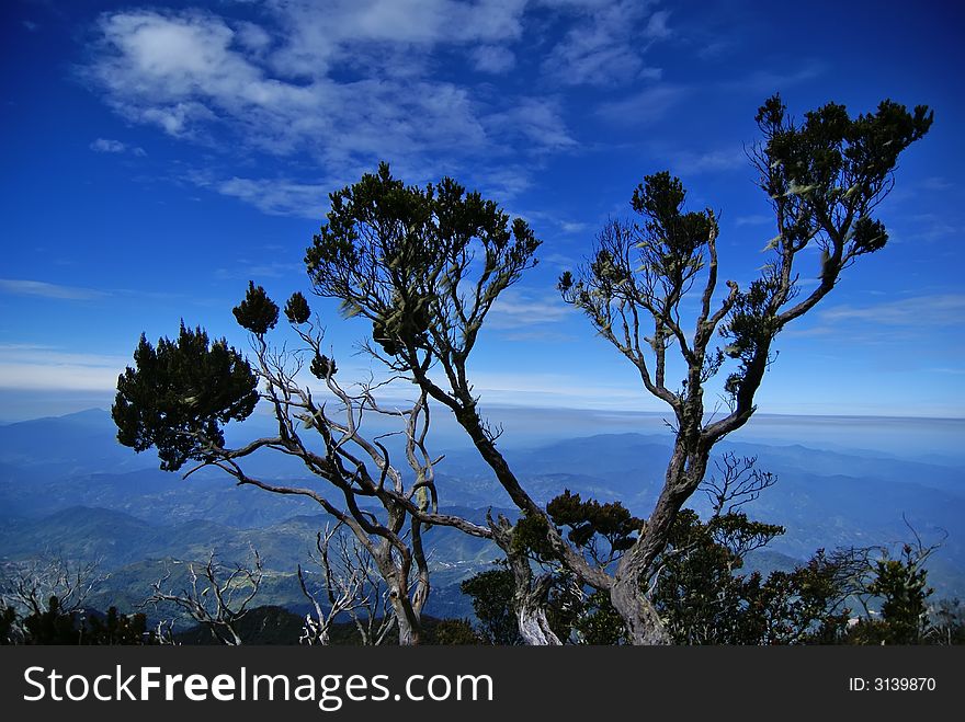 A Branch Above The Treeline