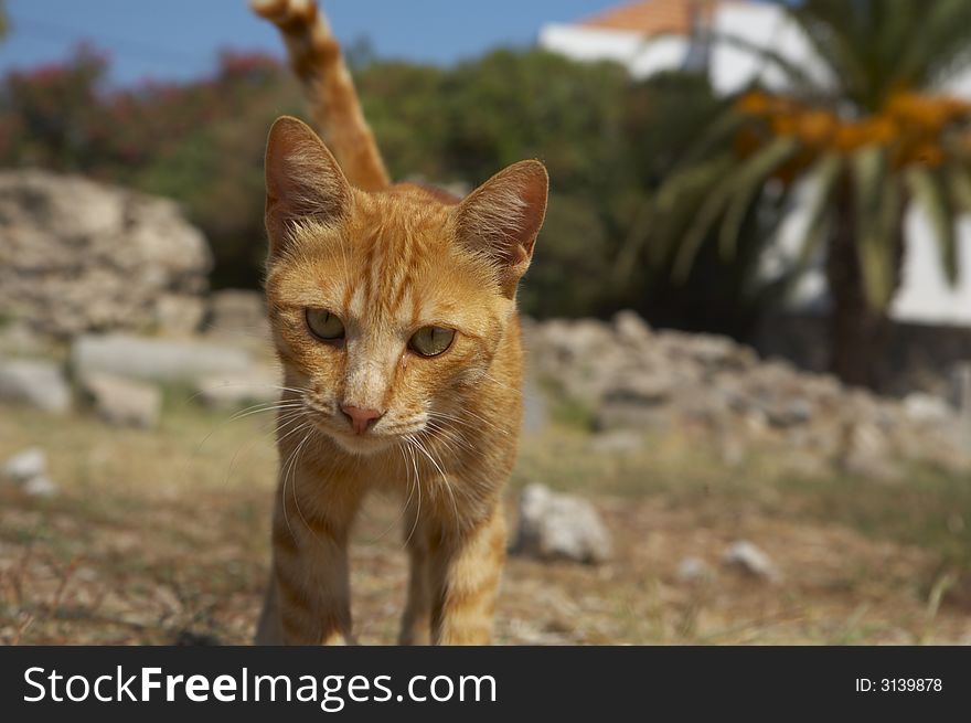 Little cat is watching interested into the camera. Little cat is watching interested into the camera