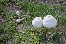 Puffball Mushrooms Of Borneo Stock Image