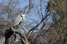 Grey Heron Royalty Free Stock Photography