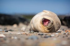 Seal Royalty Free Stock Photo