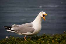 Seagull Royalty Free Stock Photography