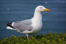 Seagull Stock Photos Seagull Stock Photos