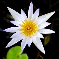 White Lotus Flower Stock Photo White Lotus Flower Stock Photo