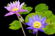Lotus Flower With Bee Stock Images Lotus Flower With Bee Stock Images