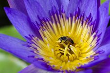Lotus Flower With Bee Royalty Free Stock Images Lotus Flower With Bee Royalty Free Stock Images
