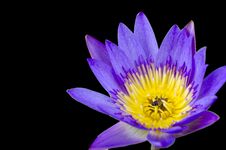 Lotus Flower With Bee Royalty Free Stock Photo Lotus Flower With Bee Royalty Free Stock Photo