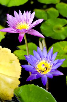 Lotus Flower With Bee Royalty Free Stock Photography Lotus Flower With Bee Royalty Free Stock Photography