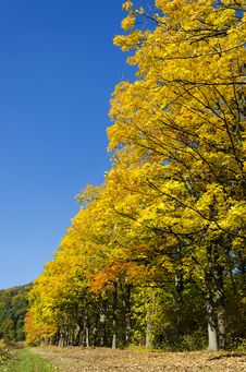 Autumn Trees Royalty Free Stock Images