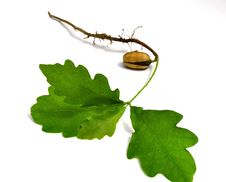 Germ Of A Young Oak Stock Images Germ Of A Young Oak Stock Images