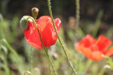 Poppy Royalty Free Stock Image Poppy Royalty Free Stock Image