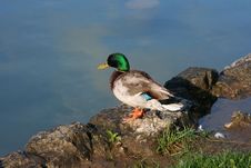 Wild Duck Royalty Free Stock Photography