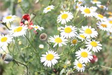 Poppy Bulb And Chamomile Flowers Stock Photography Poppy Bulb And Chamomile Flowers Stock Photography