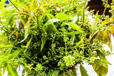 Neem Is Green. Stock Image Neem Is Green. Stock Image
