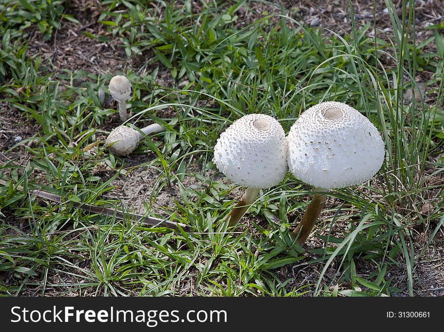 These textured mushrooms that look like lampshades are of the puffball variety and are found in Malaysian Borneo. These textured mushrooms that look like lampshades are of the puffball variety and are found in Malaysian Borneo.