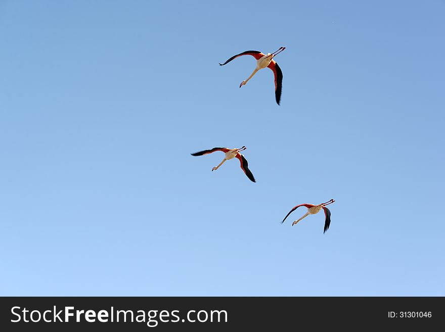 Greater flamingos in flight in the sky of Camargue, France.