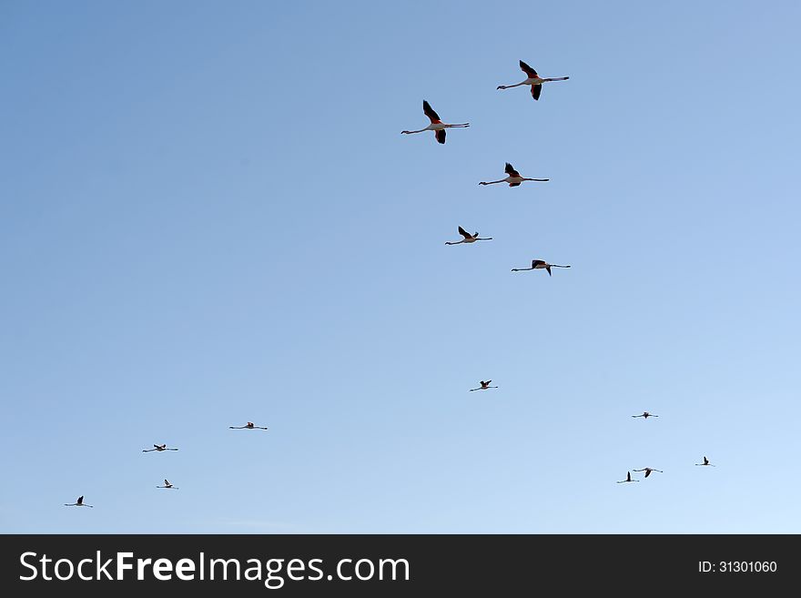 Greater flamingos in flight in the sky of Camargue, France.