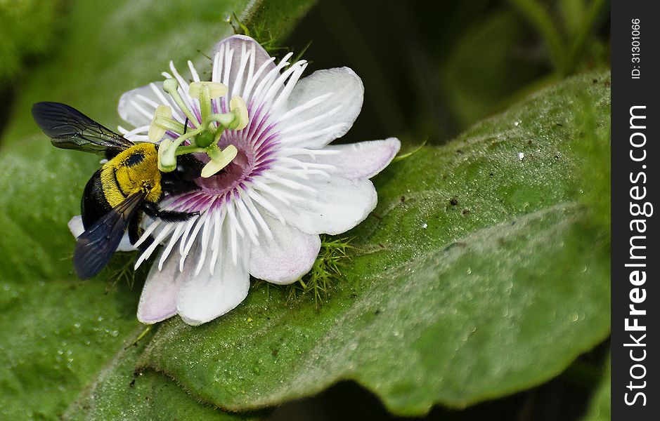 A hornet gathering pollen on a passion flower. A hornet gathering pollen on a passion flower.
