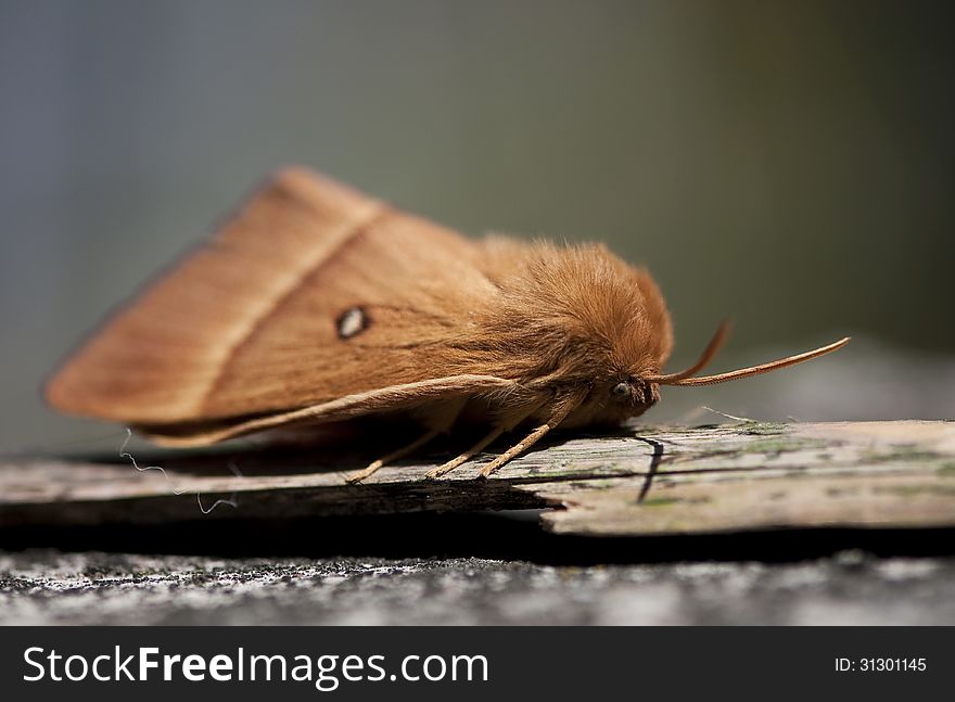 An oak eggar alighted on a piece of wood.