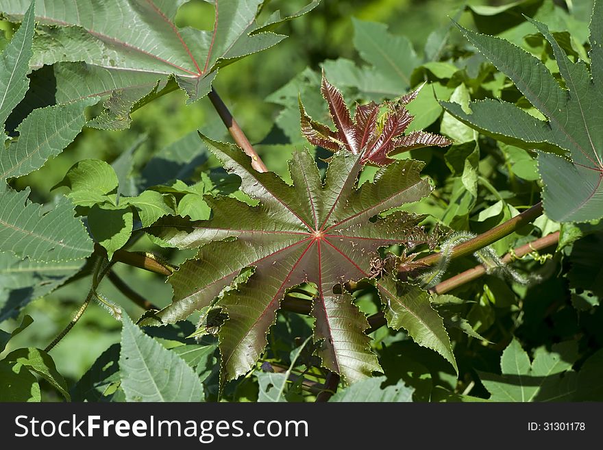 Some leaves of castor oil plant.