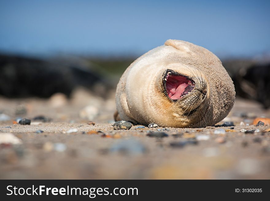 Seal pups on the beach by the sea