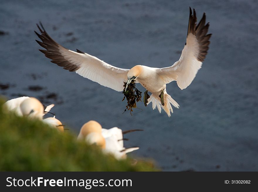 Gannet landing on nest on cliff. Gannet landing on nest on cliff