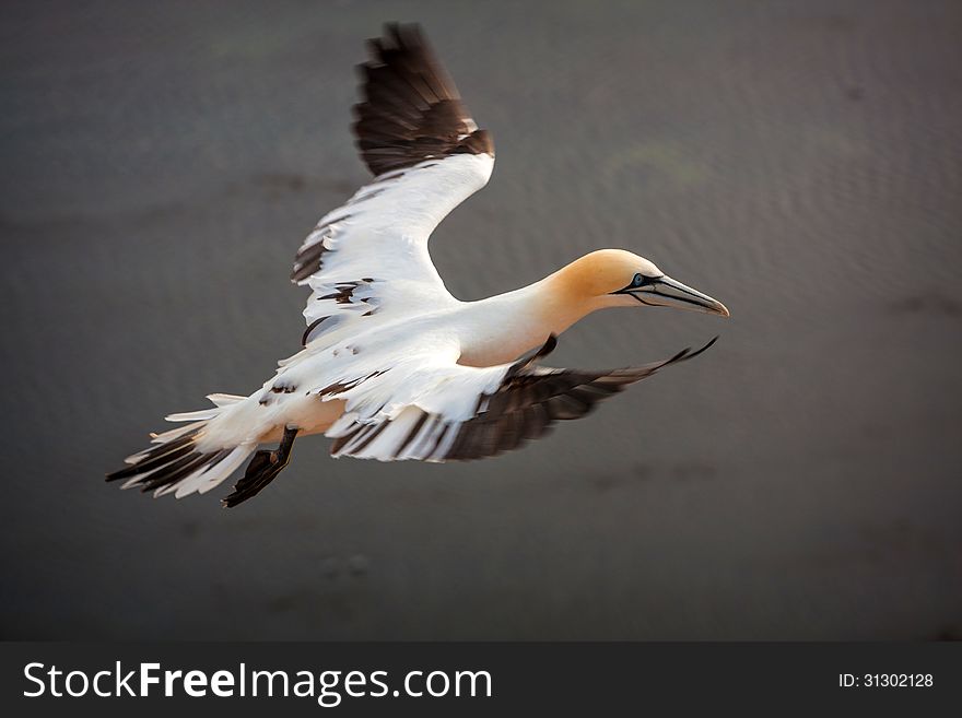 Northern Gannet