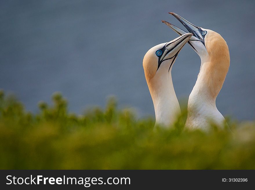 Two Gannets on a cliff by the sea. Two Gannets on a cliff by the sea