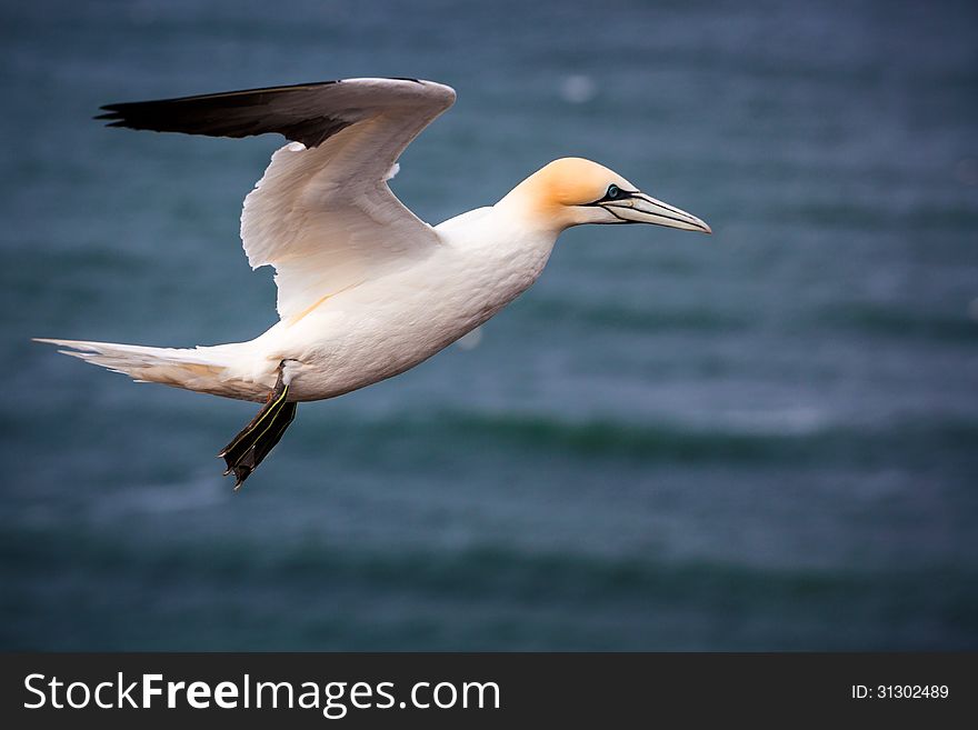 Gannet in flight over the sea. Gannet in flight over the sea