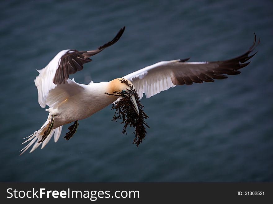 Gannet in flight over the sea. Gannet in flight over the sea