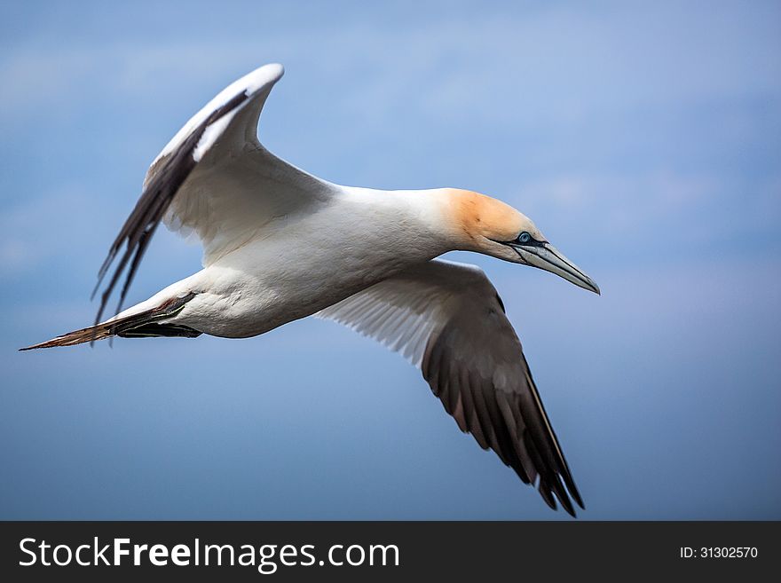 Gannet in flight over the sea. Gannet in flight over the sea