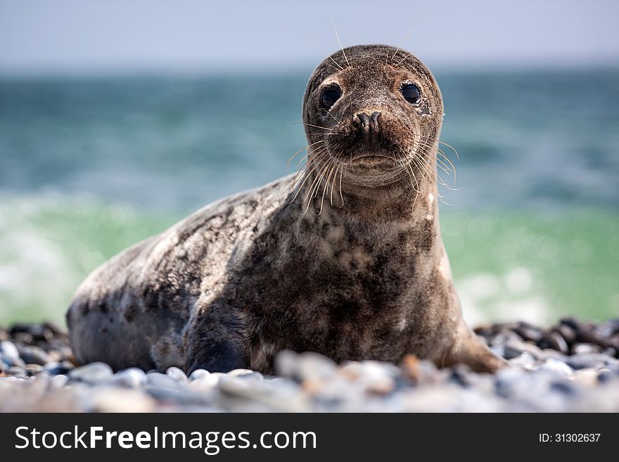 Seal Pups on pebbles by the sea