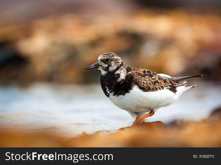 Ruddy Turnstone is a small bird at sea