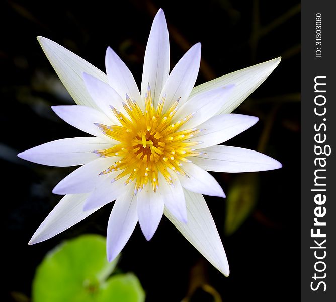 White Lotus flower